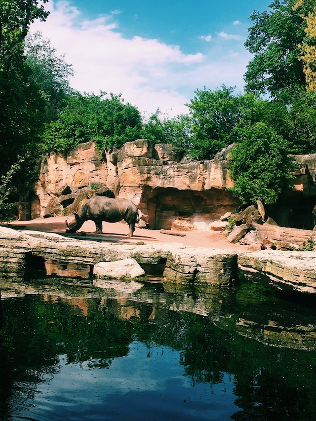 Rinoceronte allo zoo